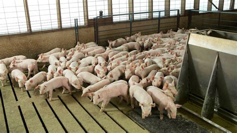 Review: Smart agri-systems for the pig industry - ScienceDirect - raincitystudios.com