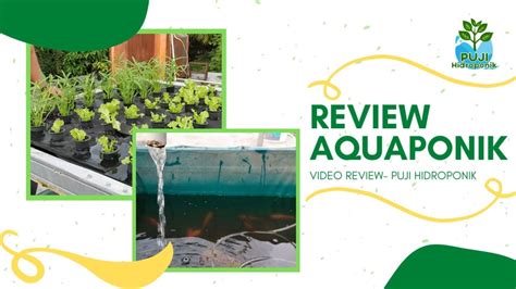 Review Of Hinterhof-Aquaponik Australien Ideas - muktibox.com