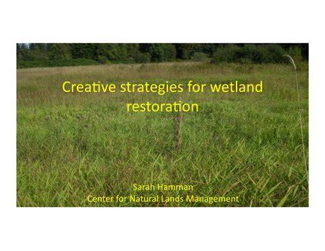 Review on strategies of close-to-natural wetland restoration and a ... - raincitystudios.com