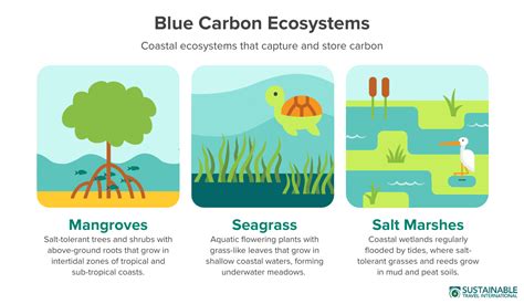 Reviewing models of ecosystem services provided by Blue Carbon ecosystems - raincitystudios.com