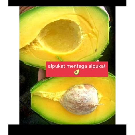 Revisi buah Alpokat #Wisata #MaduKlanceng #Budidaya #Alpokat … - muktibox.com