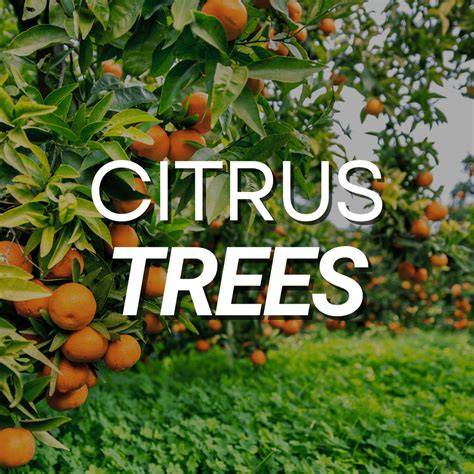Reworking citrus trees - NSW Department of Primary Industries - raincitystudios.com