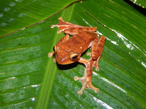 Rhacophorus margaritifer - Wikipedia bahasa … - muktibox.com