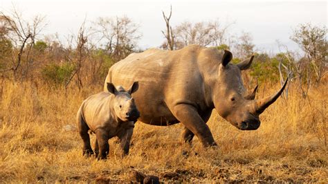Rhino: threats, conservation, and FAQs | IFAW - muktibox.com