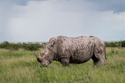 Rhino conservation and climate change - Save The Rhino - muktibox.com