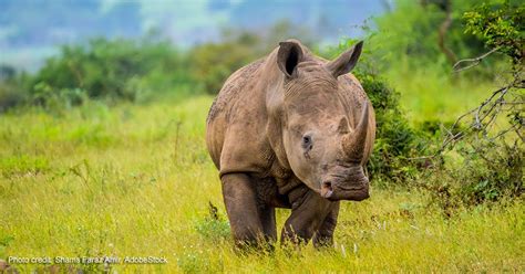 Rhino Conservation in Africa & Asia | International Rhino ... - muktibox.com