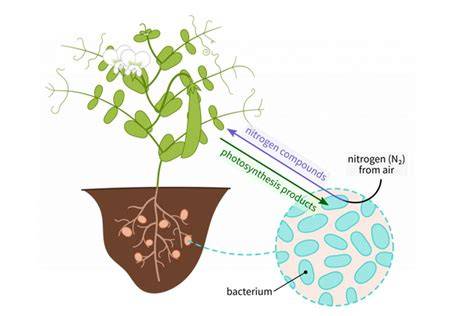 Rhizobium sp., Bakteri Pengikat Nitrogen - raincitystudios.com