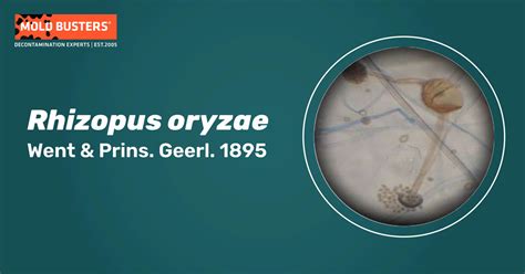 Rhizopus oryzae - muktibox.com