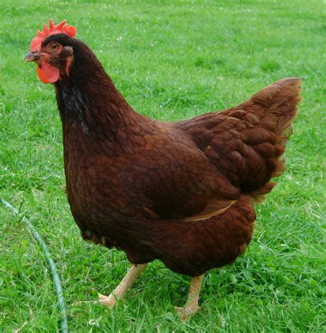 RHODE ISLAND RED Tavuk Irkları Et ve Süt Kurumu. 