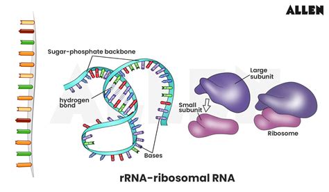 Ribosomal RNA (rRNA) | Definition & Function | Britannica - muktibox.com