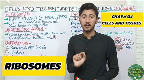 RIBOSOME DRAWING BIOLOGY 9th class. - YouTube