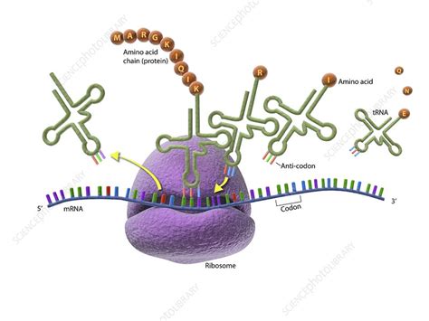 Ribosomes and Protein Synthesis: A Detailed Overview - muktibox.com