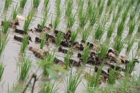 Rice and duck farming as a means for contributing to climate change ... - raincitystudios.com