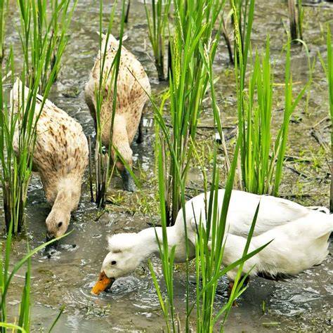 Rice and ducks: An ecological alliance - raincitystudios.com