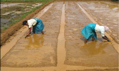 Rice Production: Chapter 5 - Methods of raising seedlings - raincitystudios.com