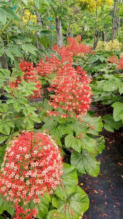 Richard Lyons Nursery, Inc. - Rare & Unusual Tropical Trees & Plants ... - raincitystudios.com