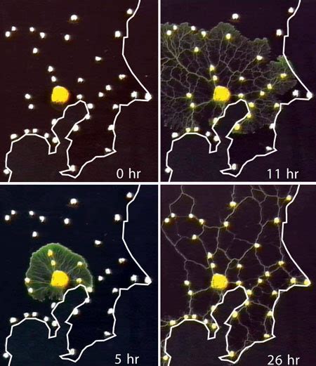 Ride the Slime Mold Express! - Science | AAAS - wintechmobiles.com