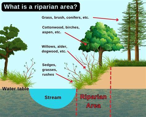 RIPARIAN Definition & Meaning - Merriam-Webster - raincitystudios.com