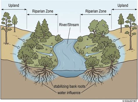 Riparian Ecosystem - an overview | ScienceDirect Topics - raincitystudios.com