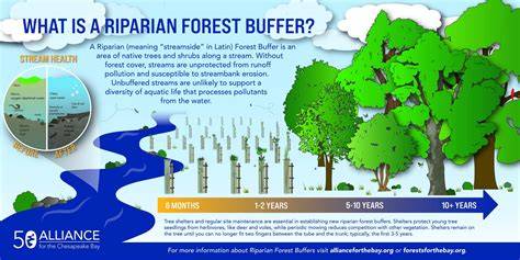 Riparian Forest Buffer - raincitystudios.com