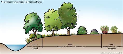 Riparian Forest Buffers - raincitystudios.com