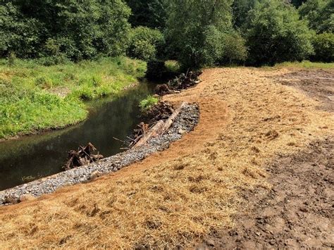 Riparian forest to improve river bank stabilization - UNCCD - raincitystudios.com