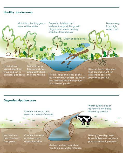 Riparian habitat connectivity restoration in an anthropized ... - Springer - raincitystudios.com