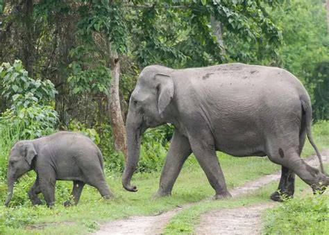 Ripu and Chirang Reserve Forests - Key Biodiversity Areas - raincitystudios.com