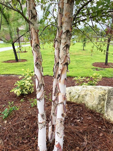 River Birch - 25 Gallon – Trees and Plants - raincitystudios.com