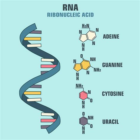 RNA