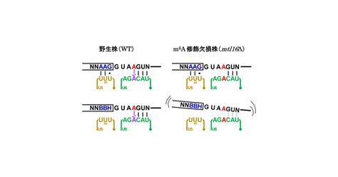 RNAのたった1ヵ所のメチル化修飾が - JST