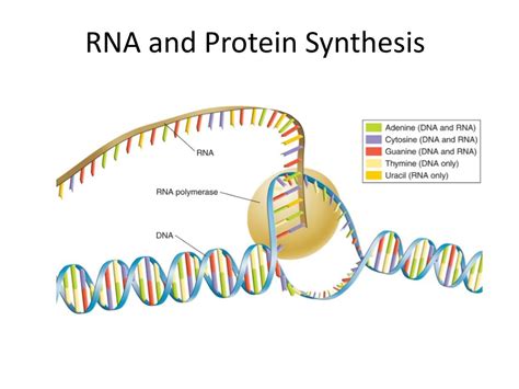 RNA and protein synthesis review - Khan Academy - wintechmobiles.com