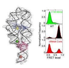 RNA Folding — Herschlag Lab