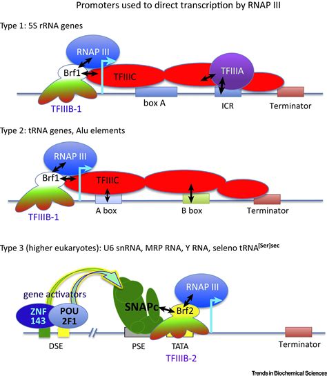 RNA Polymerase III Ab, IgG - UI Health Care