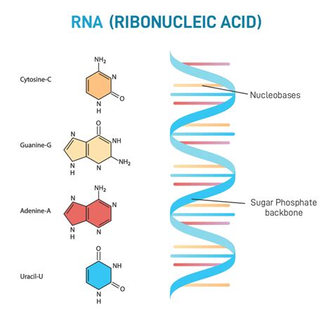 RNA Structure