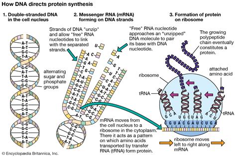 RNA and Protein Synthesis