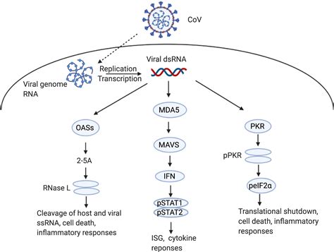 RNA interference and innate immunity - PubMed