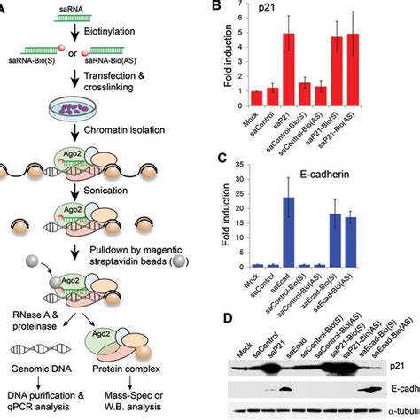 RNA pull-down assay - Stanford University