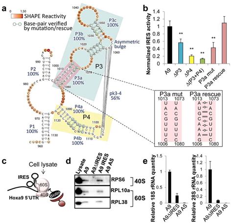 RNA regulons in Hox 5