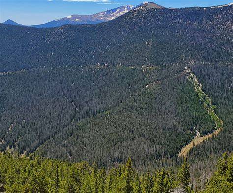 Rocky Mountain Subalpine Forests - Natural Atlas - raincitystudios.com