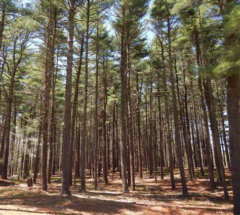 Rocky Point Pine Barrens State Forest - NYSDEC - raincitystudios.com