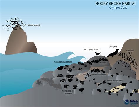Rocky Shore - an overview | ScienceDirect Topics - muktibox.com
