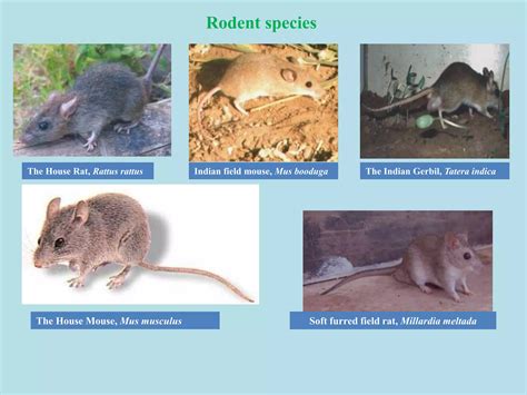 Rodent management - International Rice Research Institute - muktibox.com
