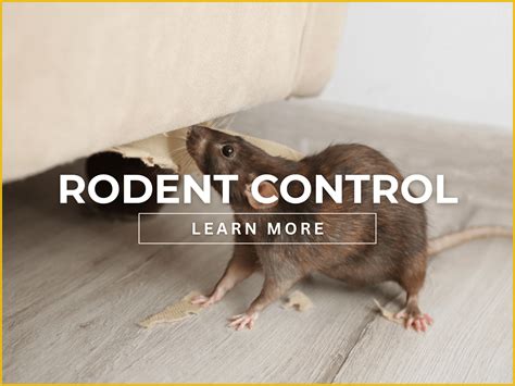 Rodent - New World Encyclopedia - muktibox.com