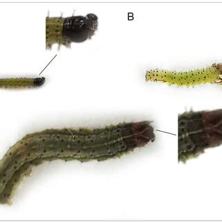 Rodent Predation on Larvae of - Oxford Academic - muktibox.com