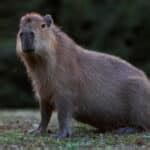 Rodents: Classification, Habitats, and Their Role in Ecosystems - muktibox.com