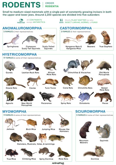 Rodents Animal Facts - Rodentia - A-Z Animals - muktibox.com