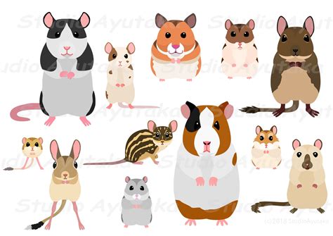 Rodents - Types, List of families, Characteristics, & Pictures - muktibox.com