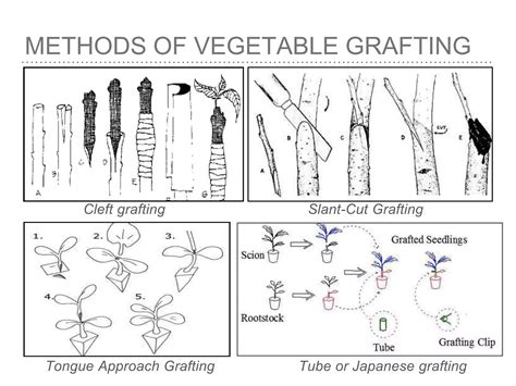 Role of grafting in vegetable crops: A review - Pharmacognosy - raincitystudios.com