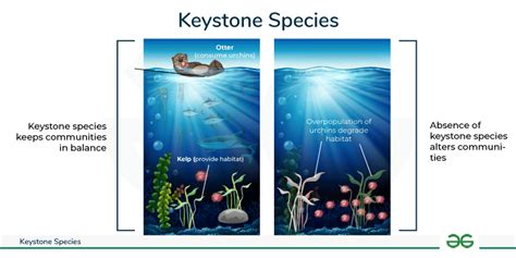 Role of Keystone Species in an Ecosystem - Education - muktibox.com